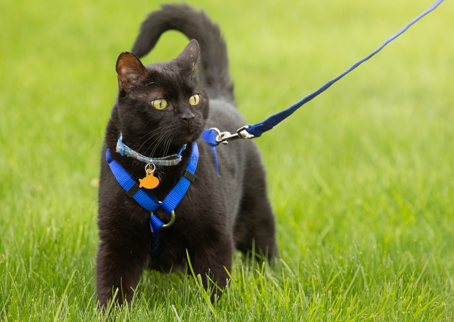 black cat on a walk