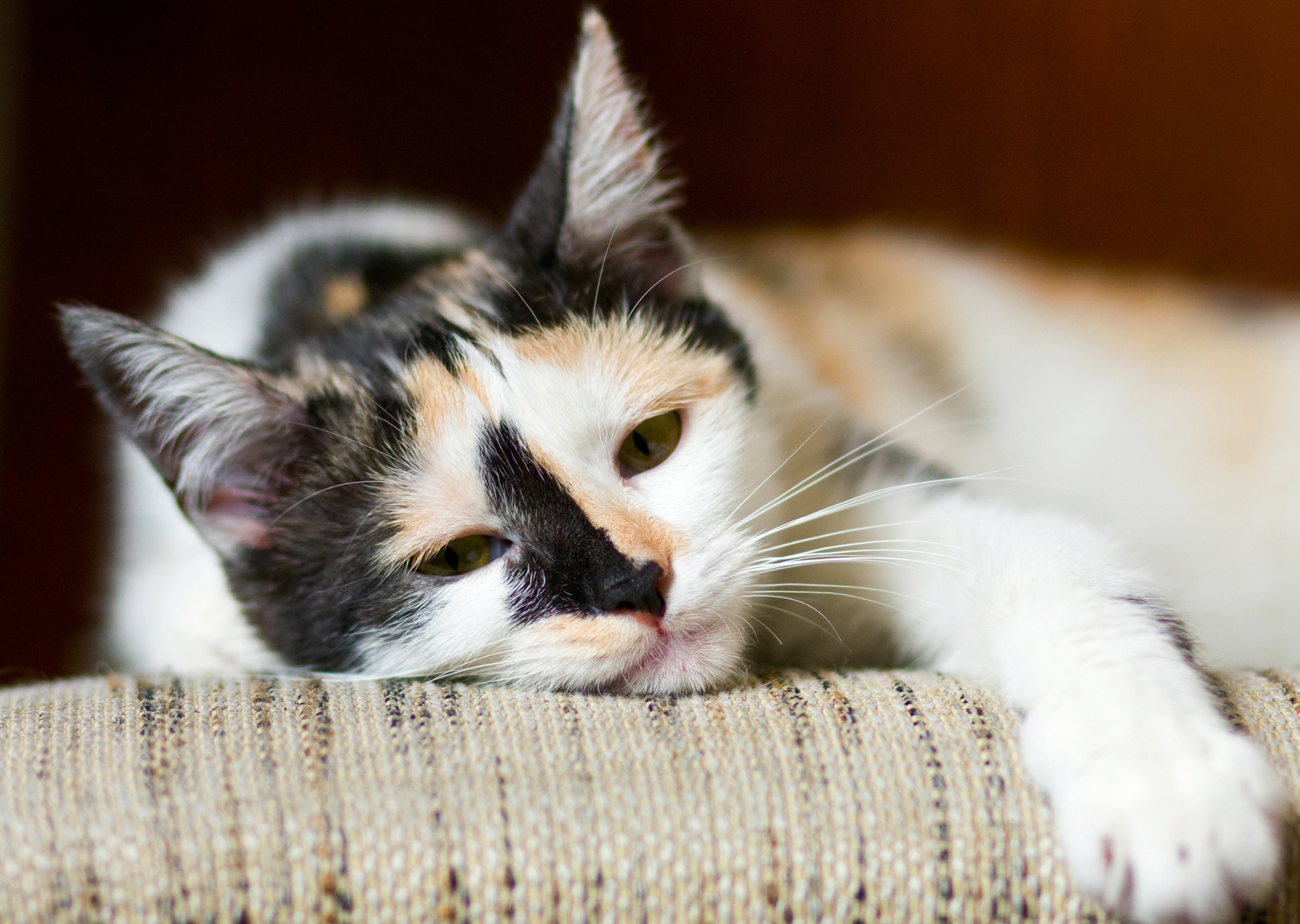 bored cat
