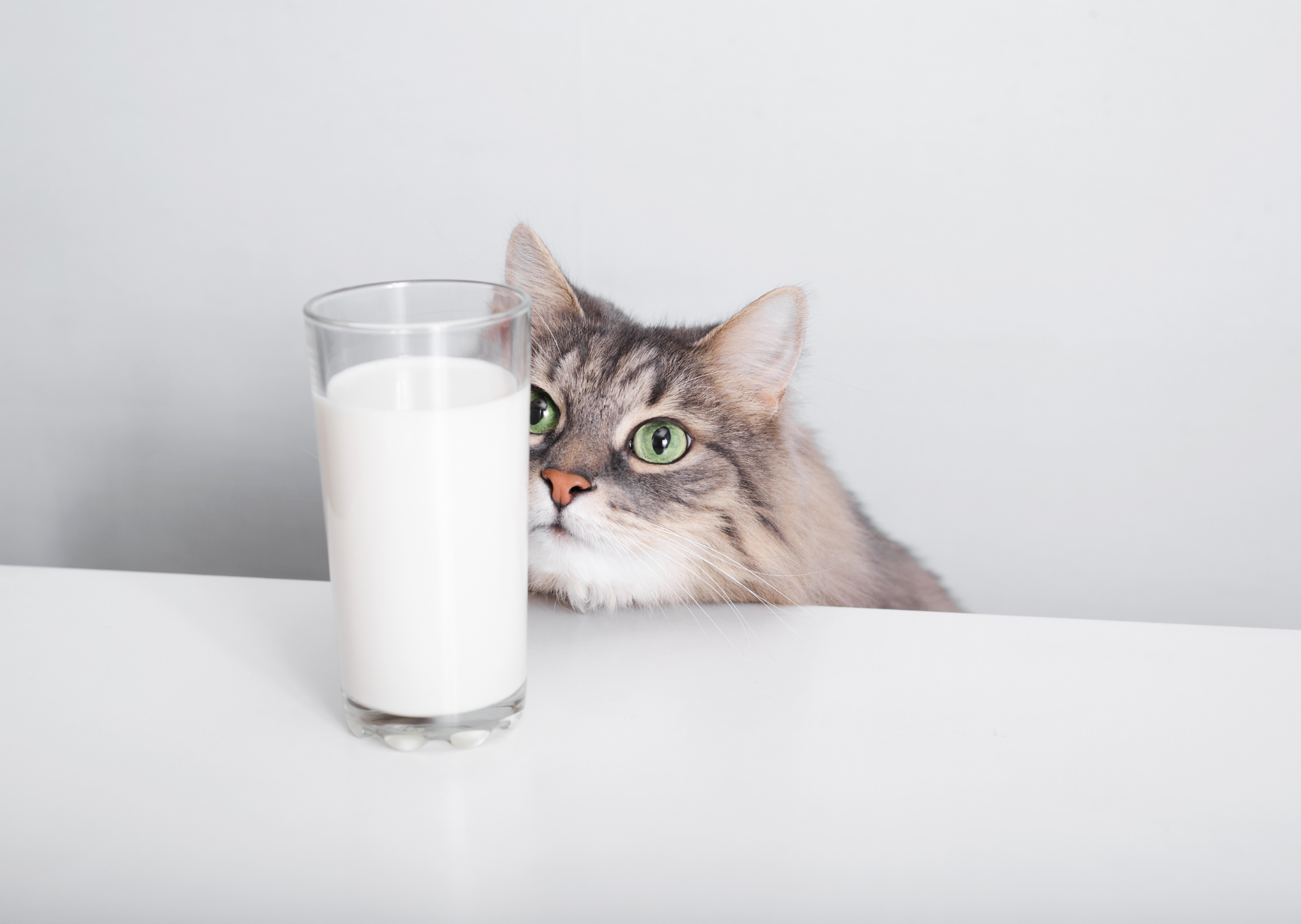 cat looking at milk