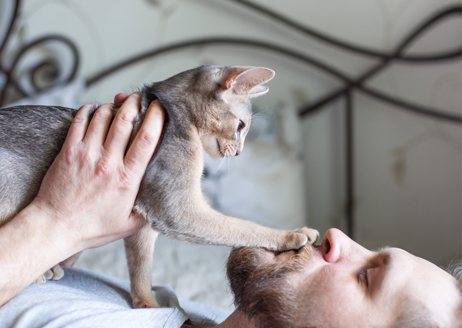 cat pawing persons face
