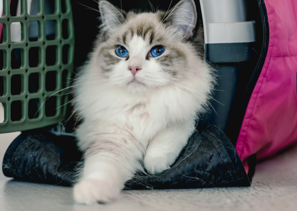 Cat in carrier