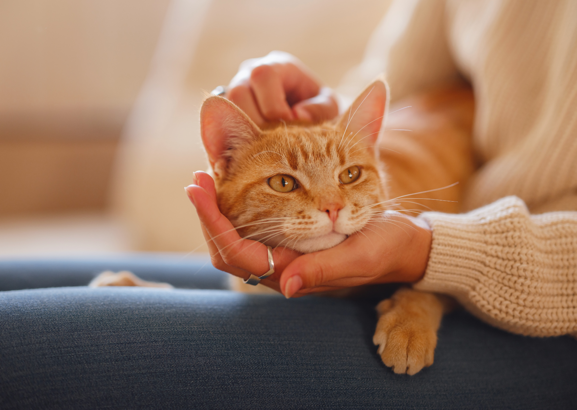 Cat on owners lap