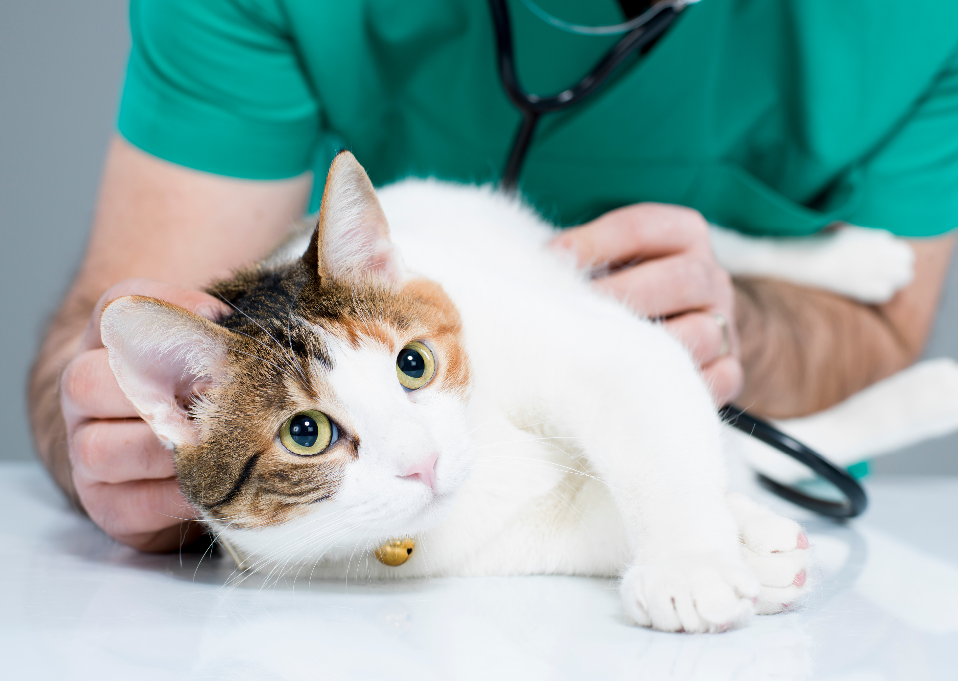 Cat with vet