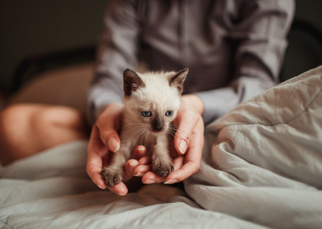 kitten being held