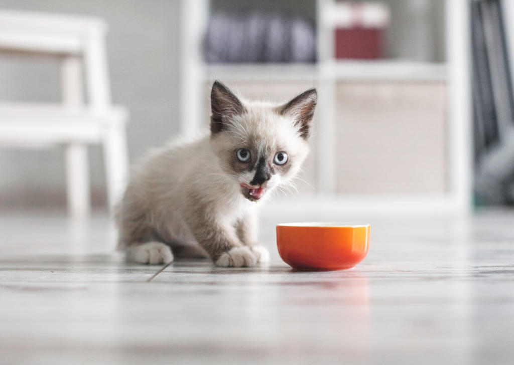kitten eating from bowl