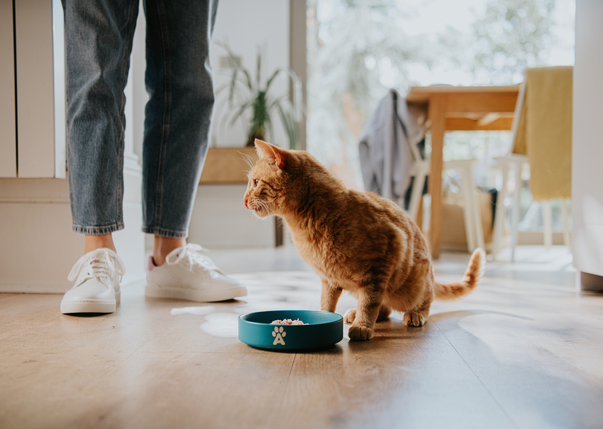 orange cat eating Applaws