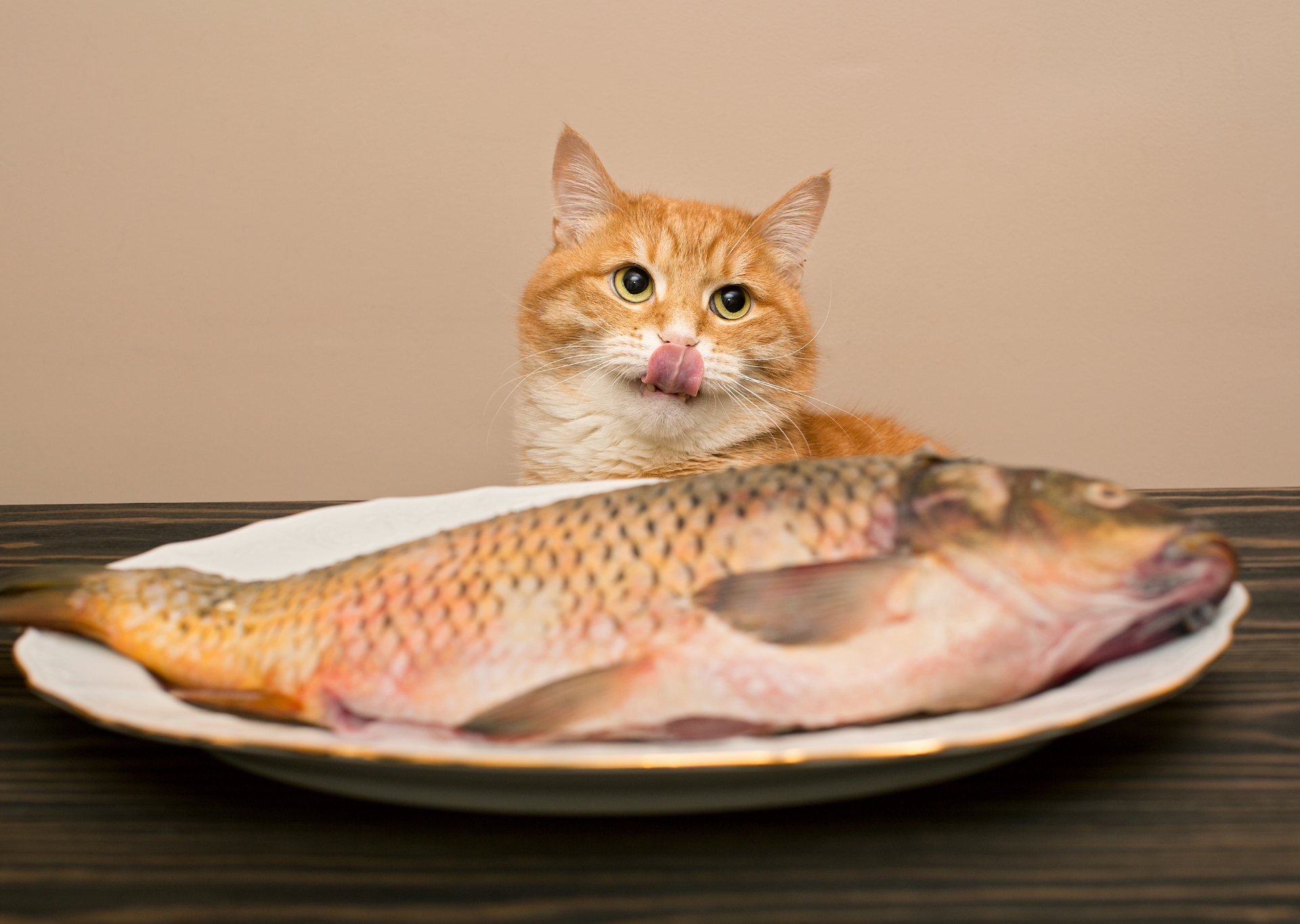 orange cat looking at whole fish