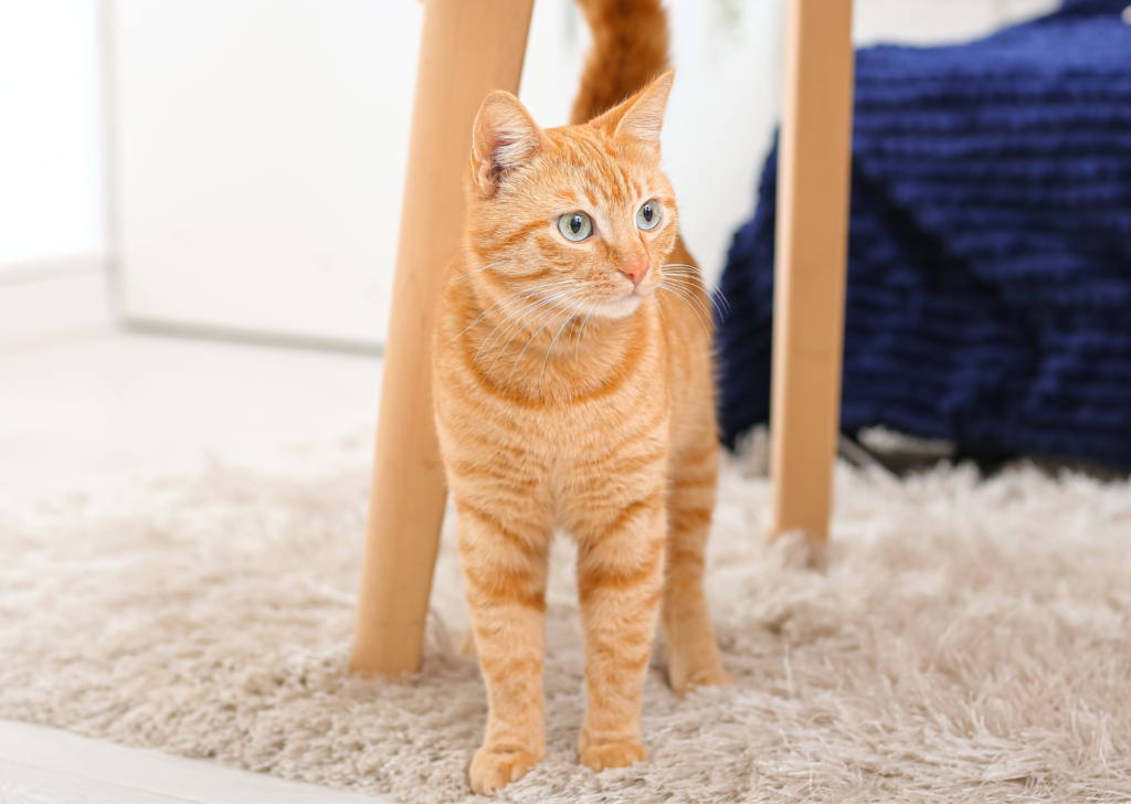 Adult cat