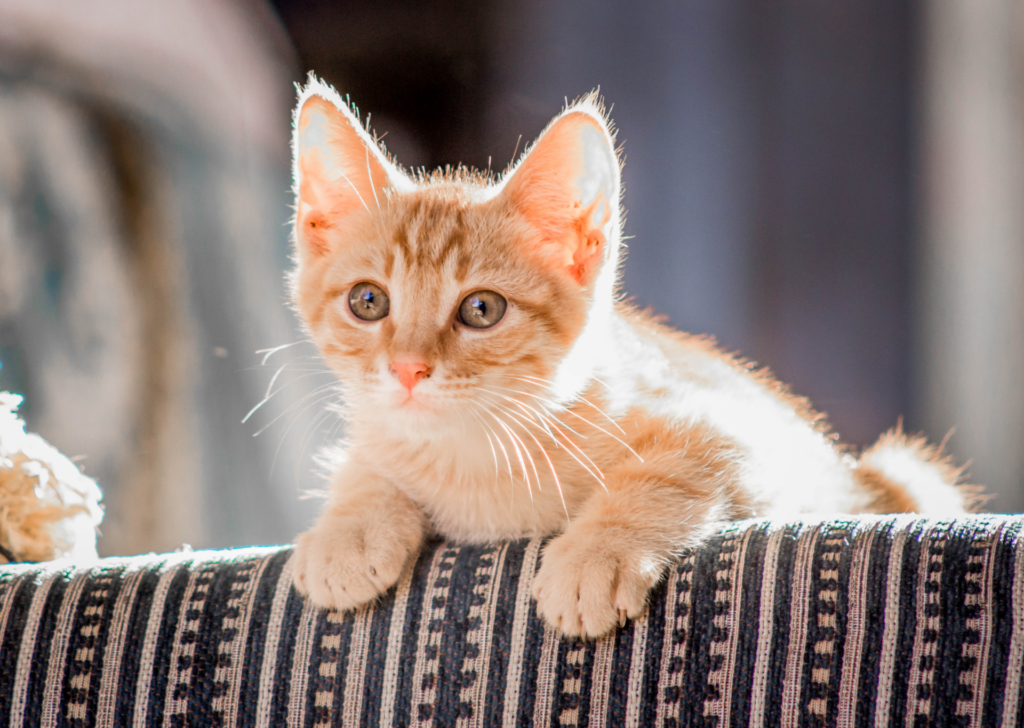 Kitten