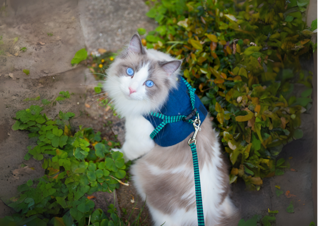 ragdoll cat with harness on a walk