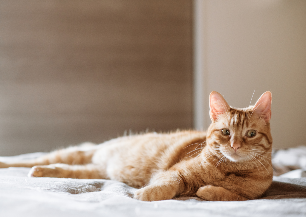 Senior cat
