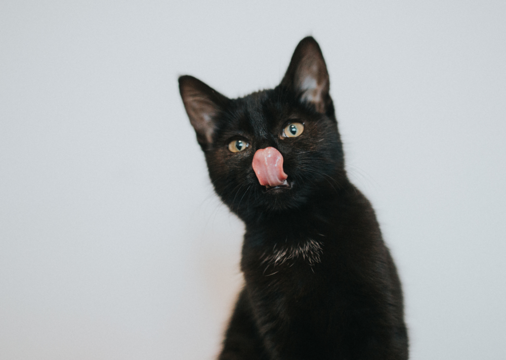 black cat licking