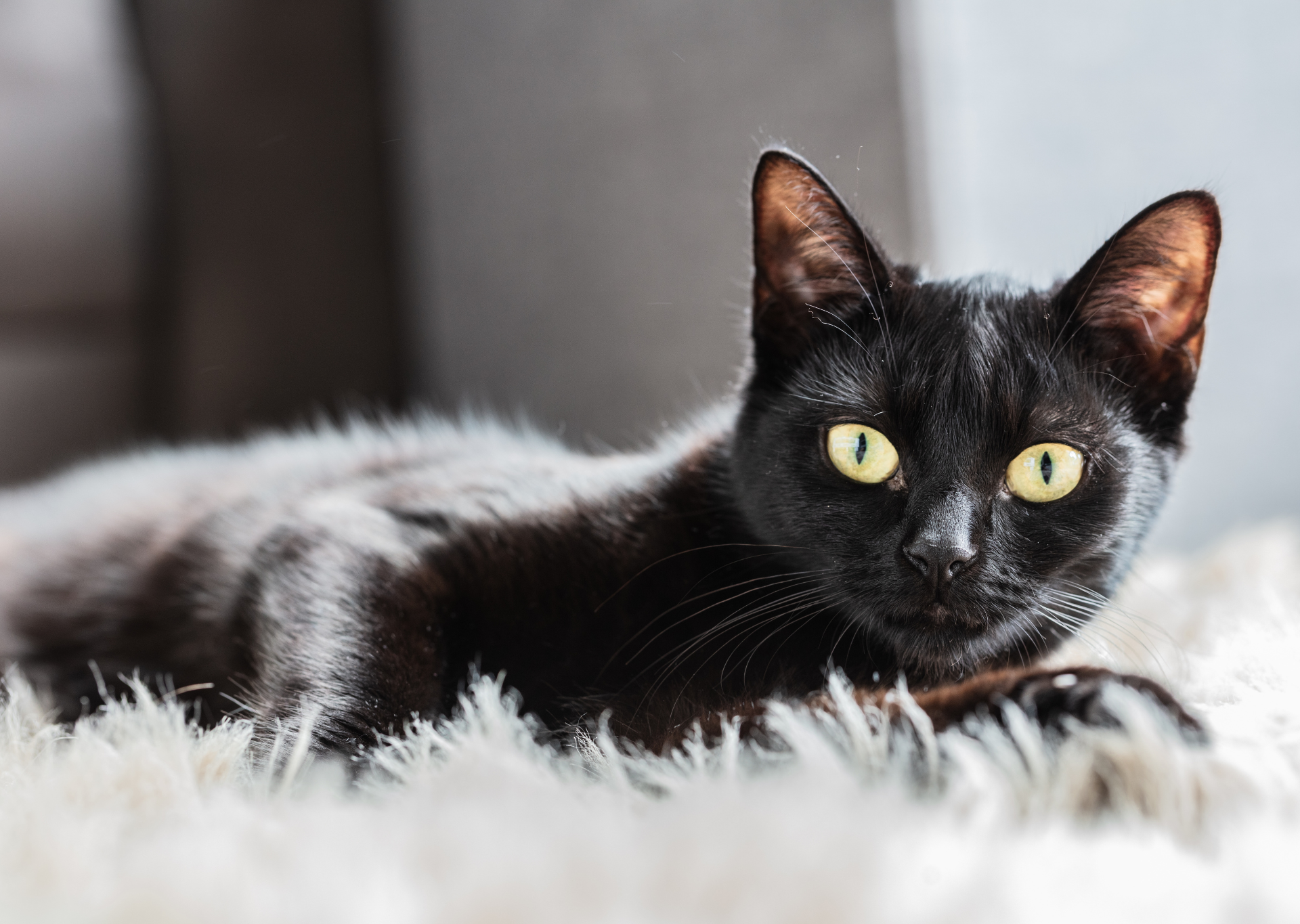 black_cat_lying_down