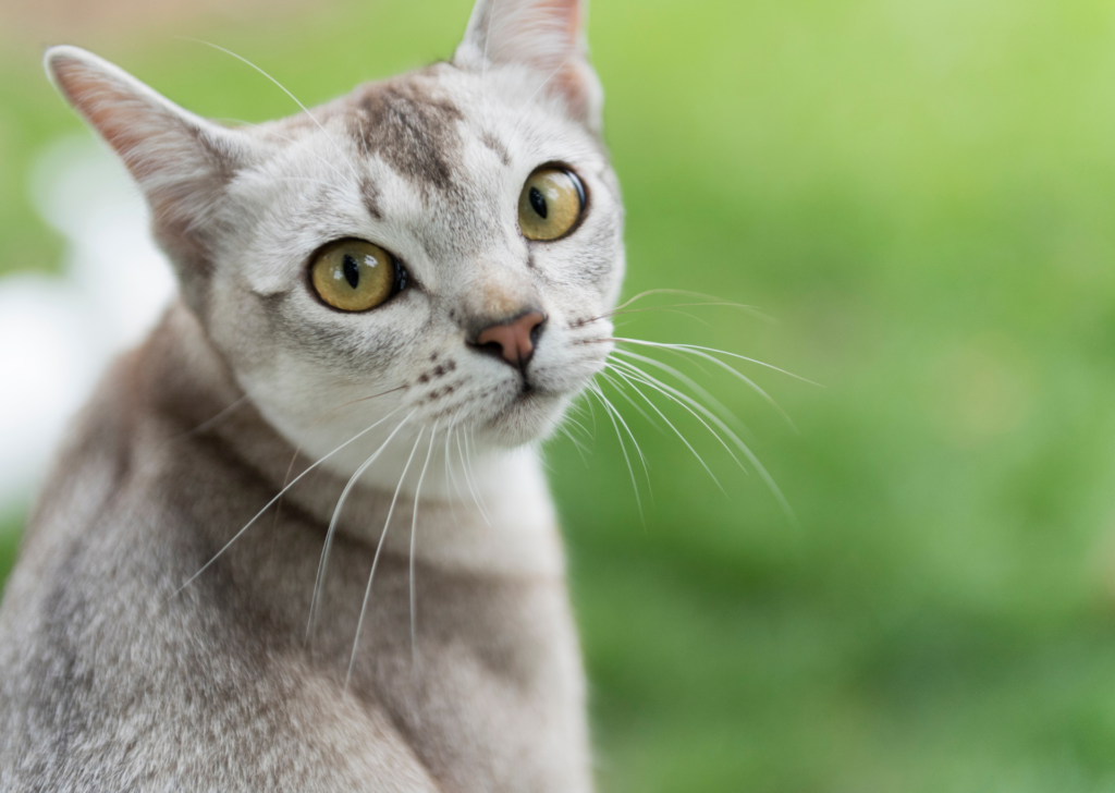 Burmese cat