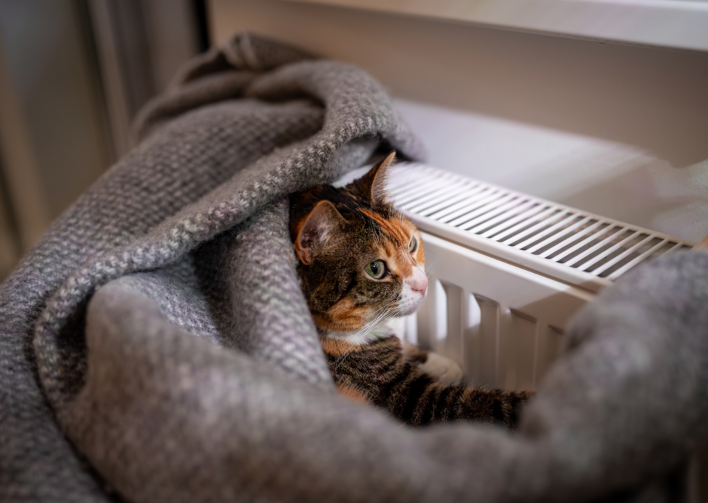 cat cosy in blanket next to radiator