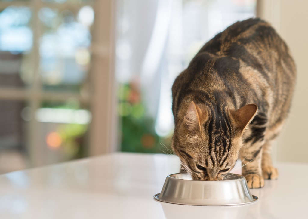cat eating