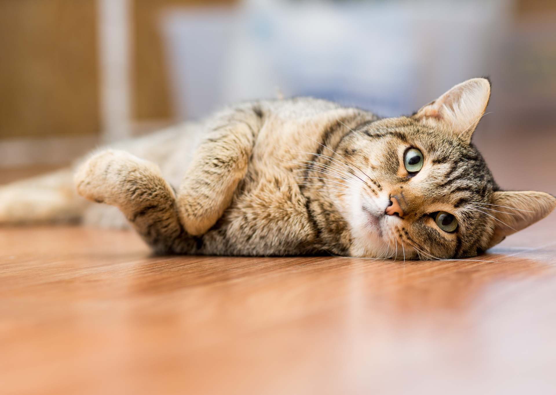 Cat laying down