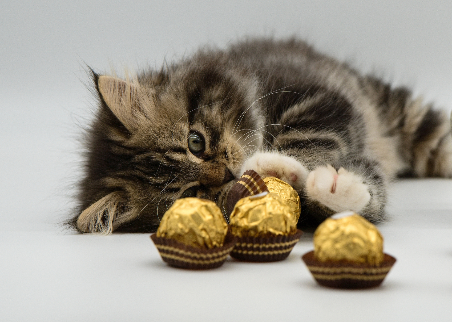 cat looking at chocolate