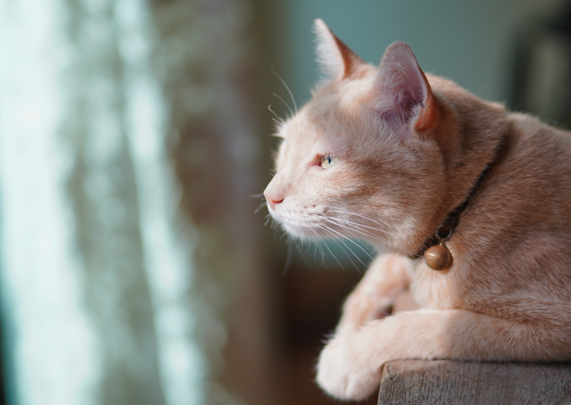 cat_looking_out_of_window