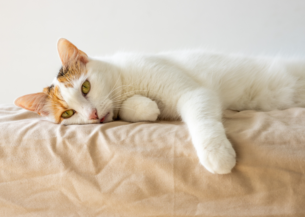 cat looking sad