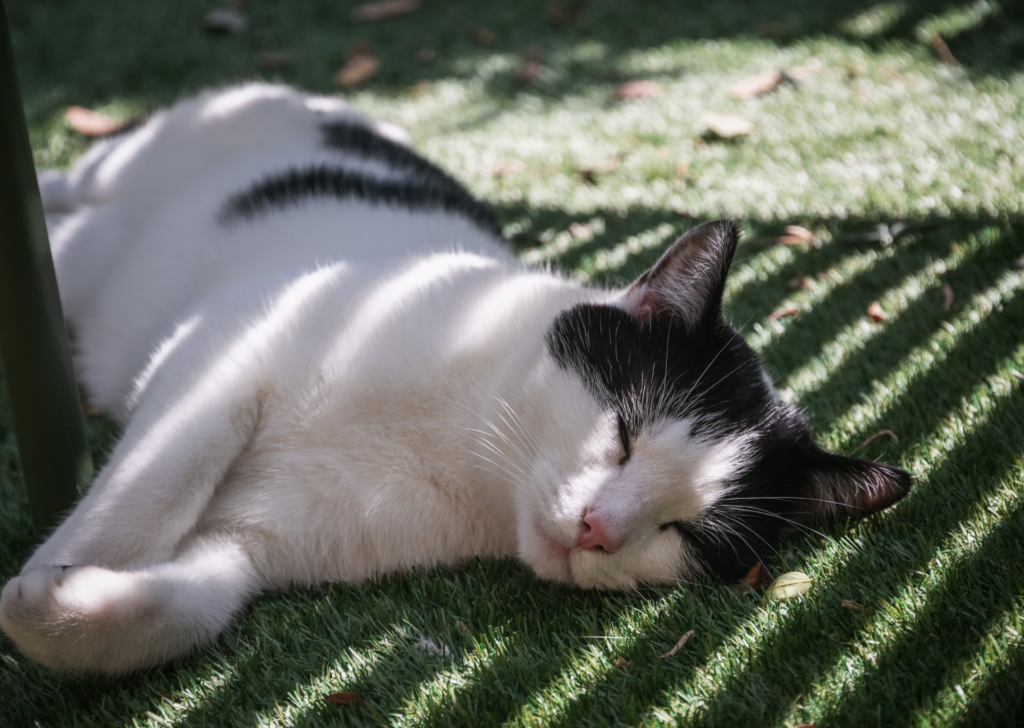 cat lying in the shade
