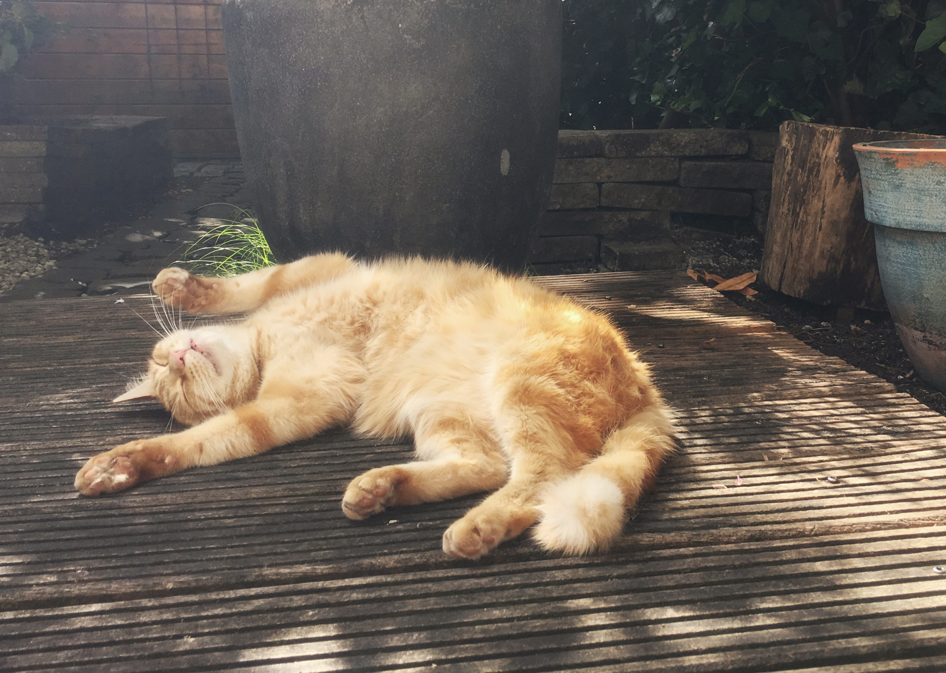cat lying in the sun