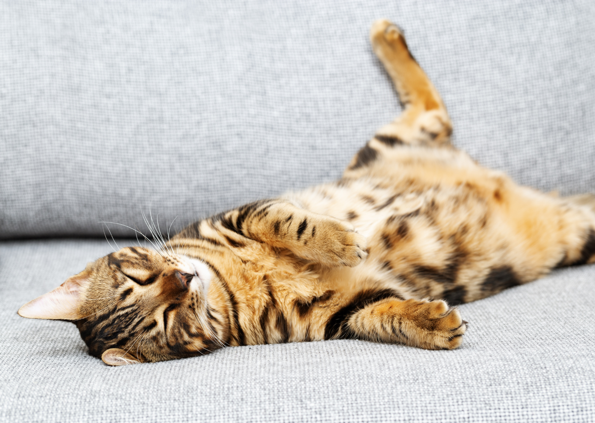 cat lying on its back