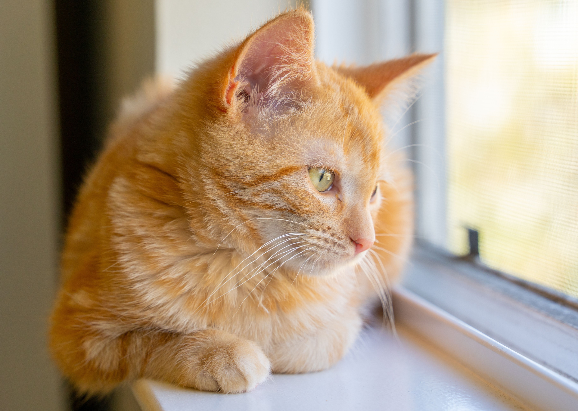 cat on windowsill