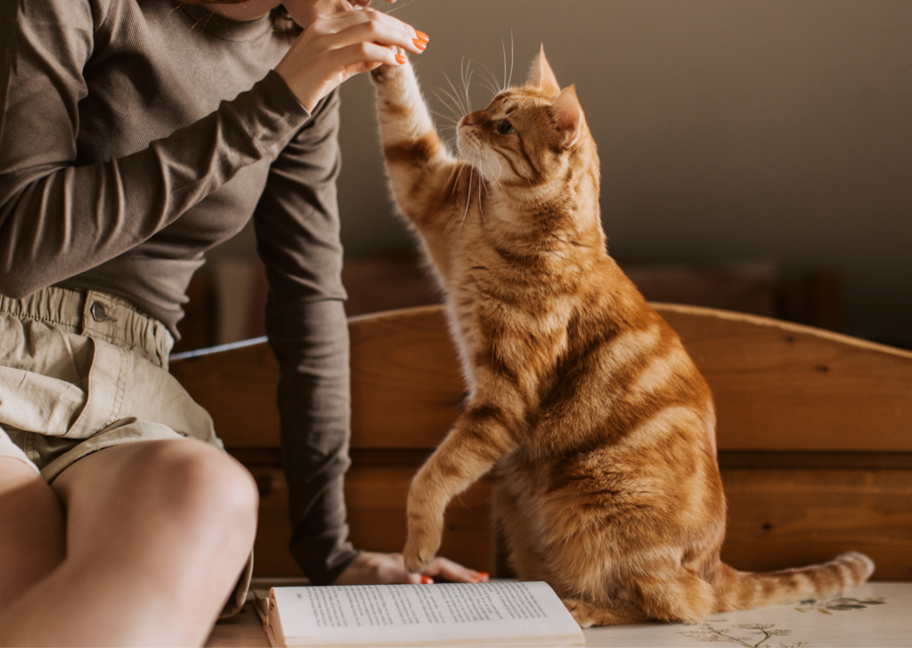 cat playing