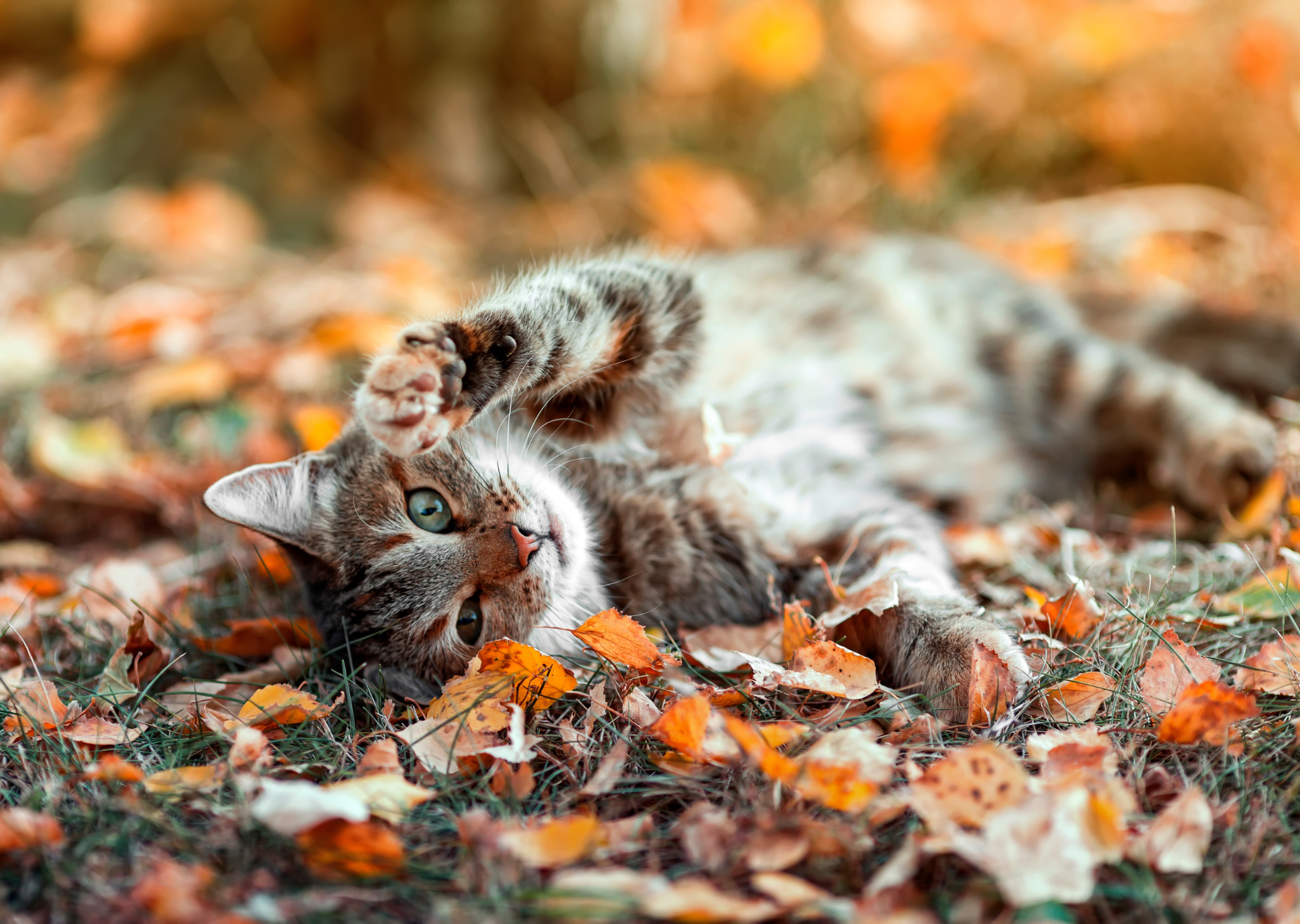 cat rolling in autumn leaves