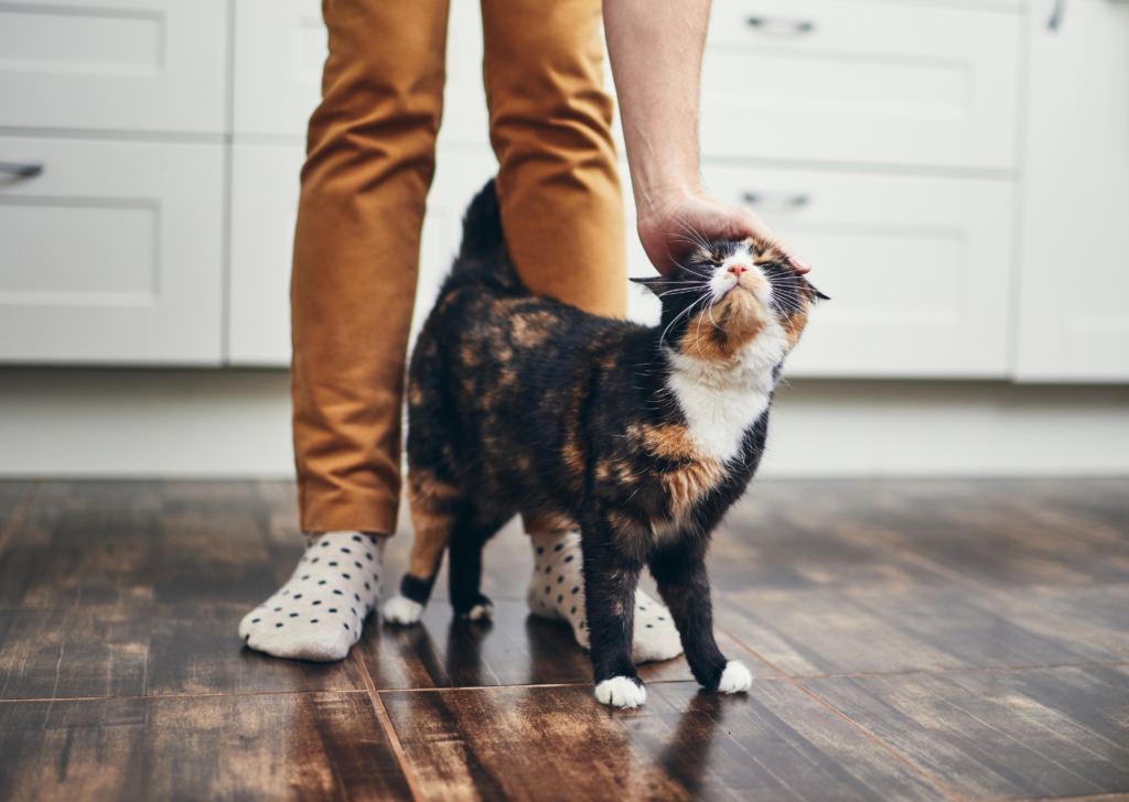 cat rubbing round legs