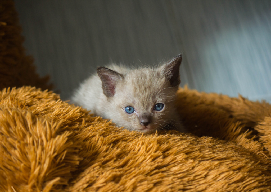 Kitten 0-3 weeks old