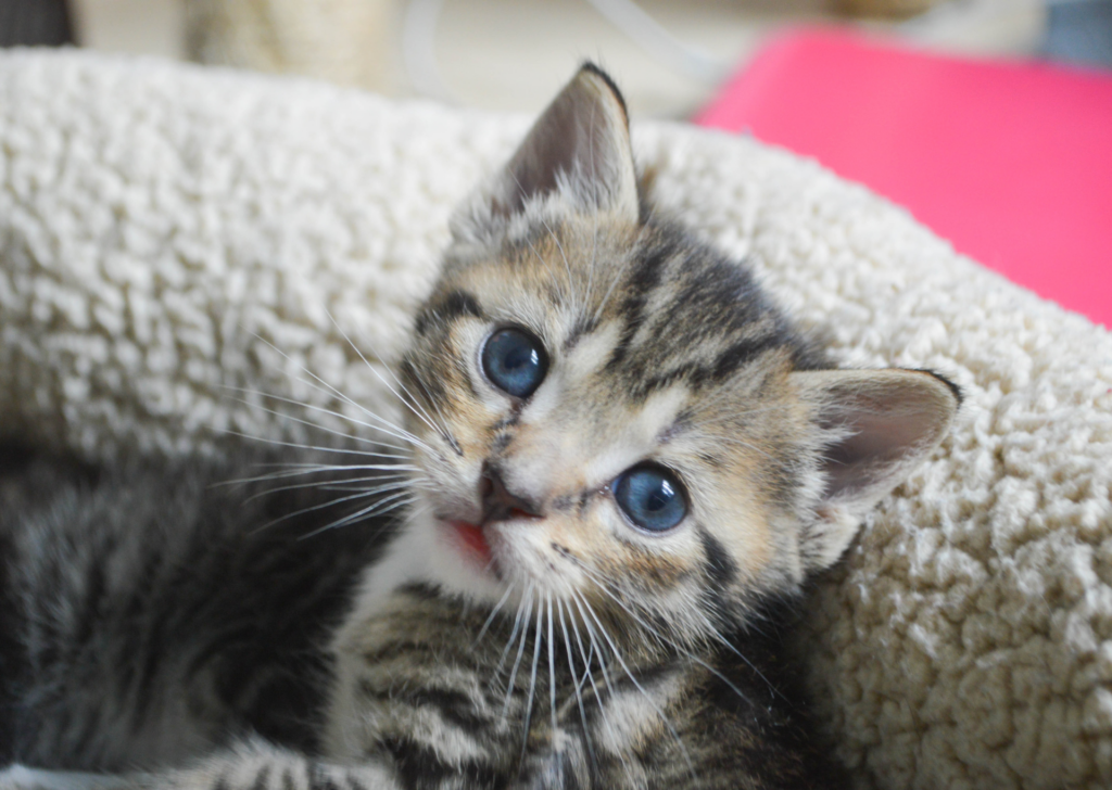 kitten 3-5 weeks old