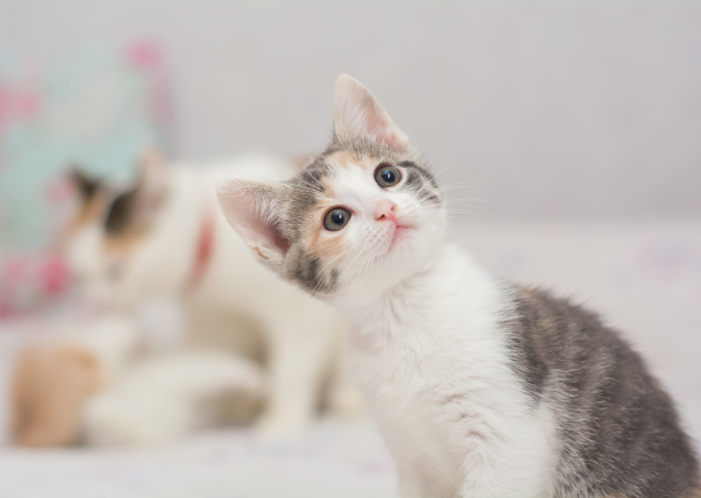 kitten 3-6 months old
