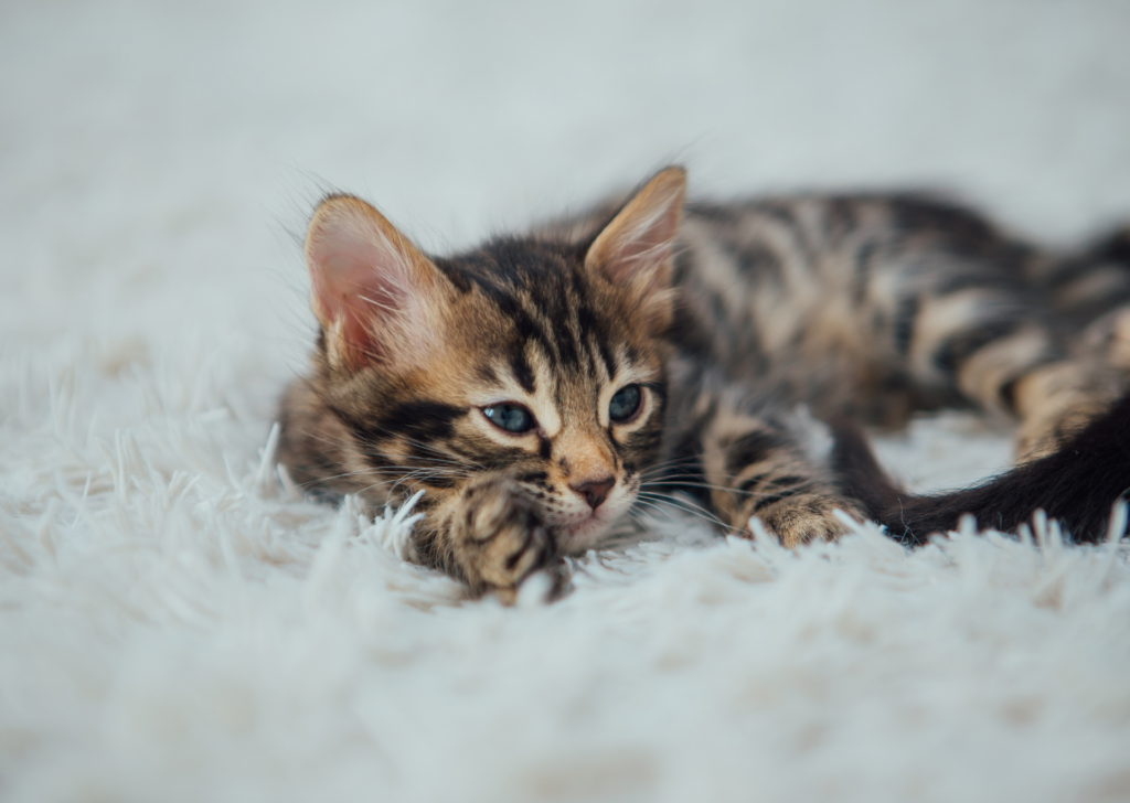 kitten 6-12 months old