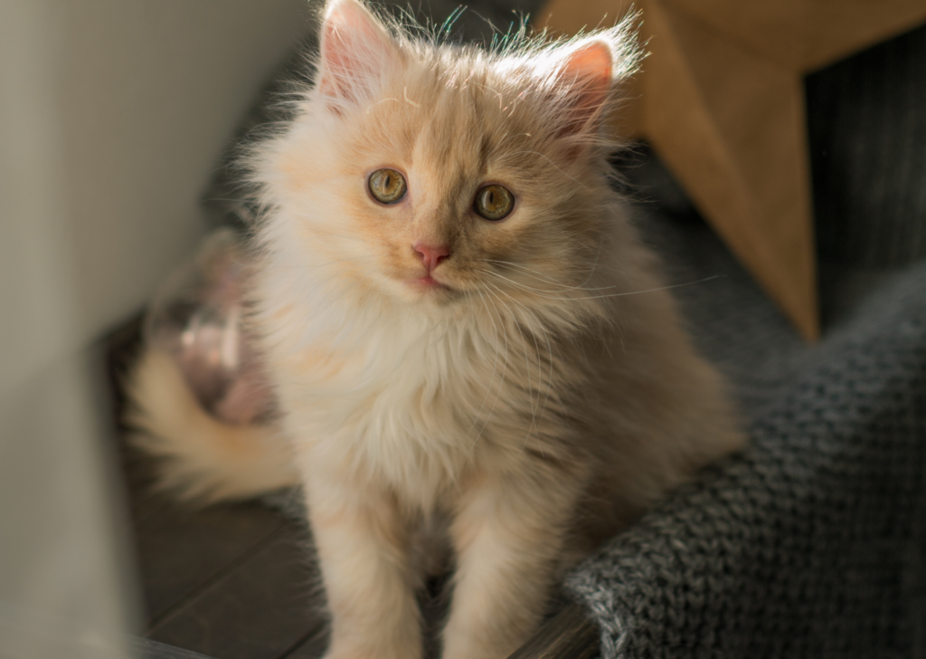 kitten 6-8 weeks old