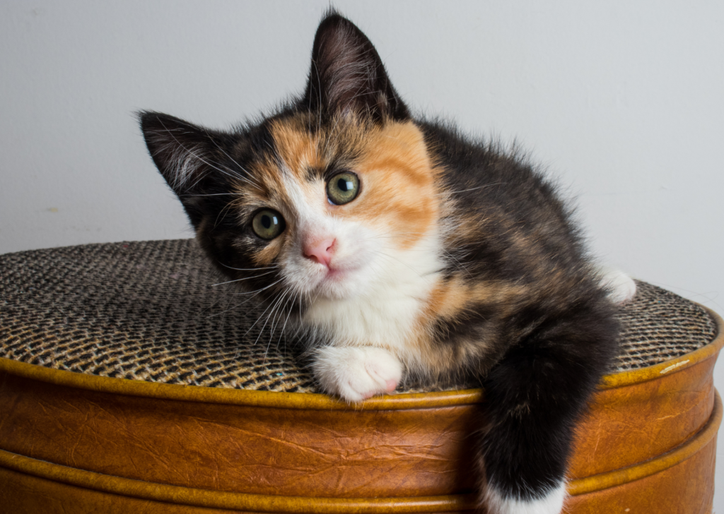 kitten 8-12 weeks old