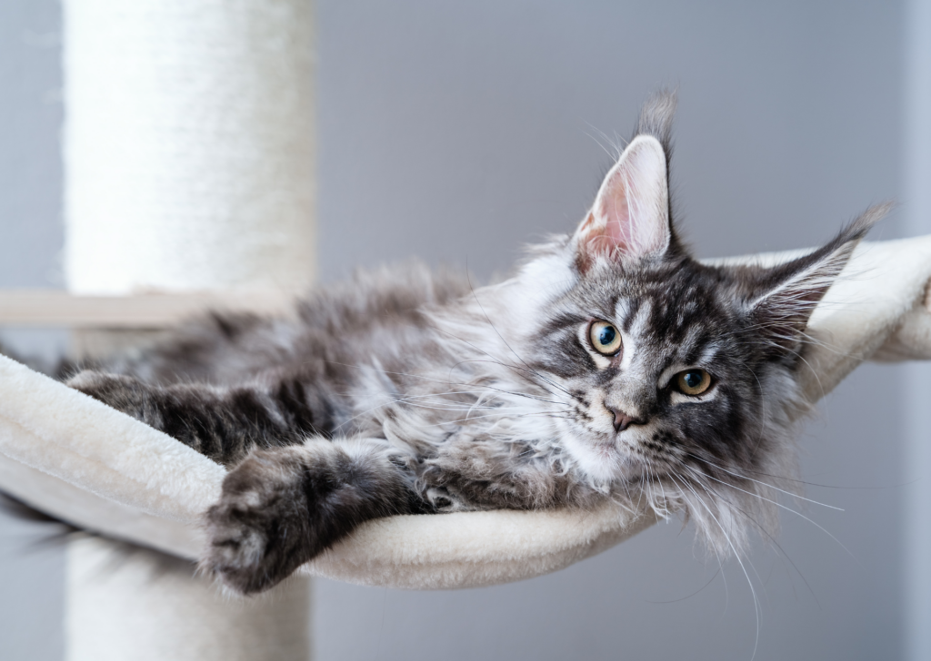 Maine Coon cat