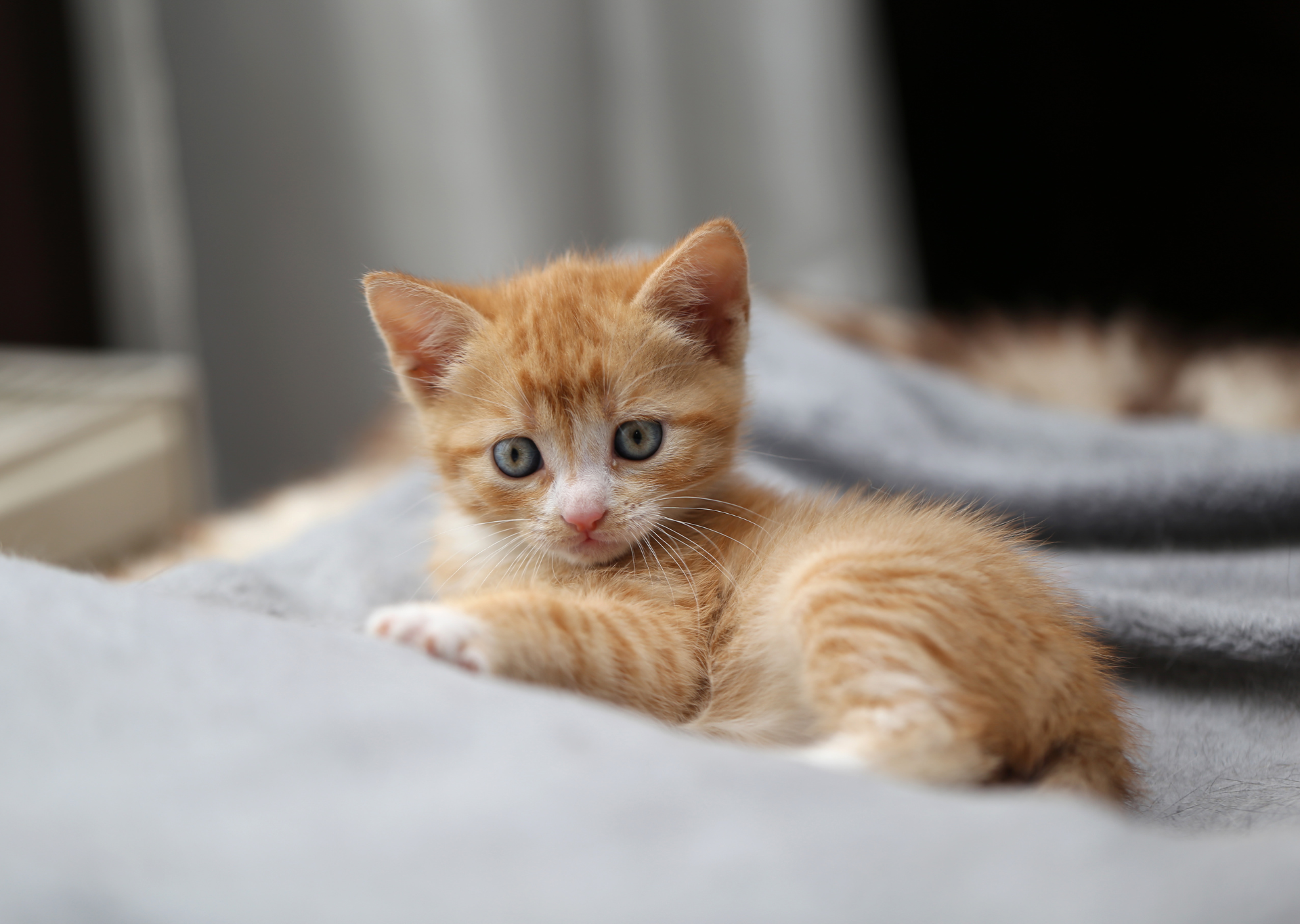 Orange kitten lying down