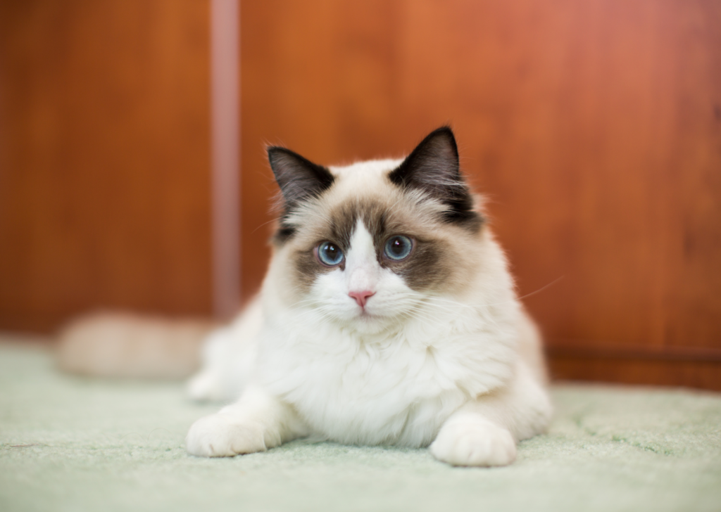 Ragdoll cat