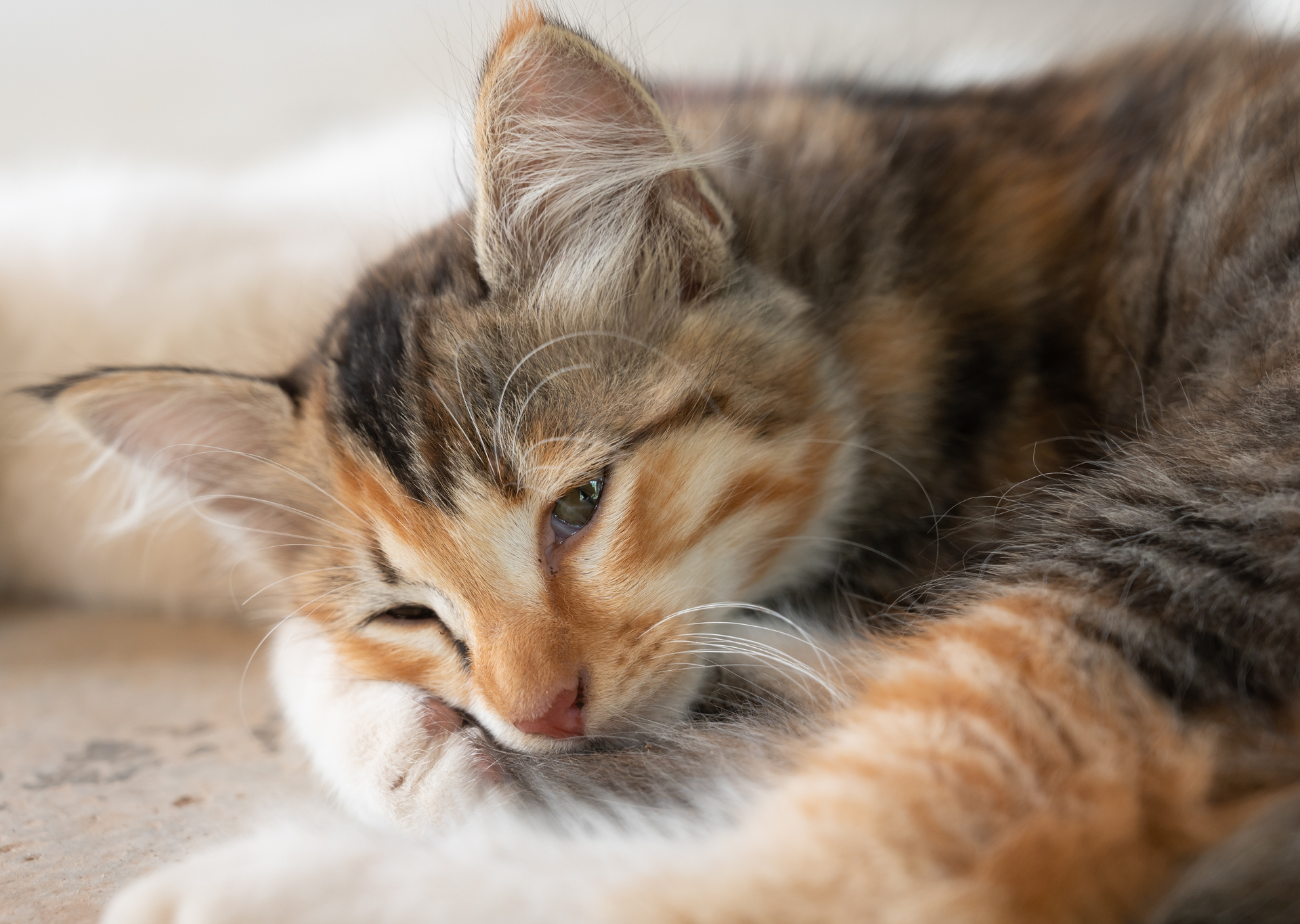 sad cat