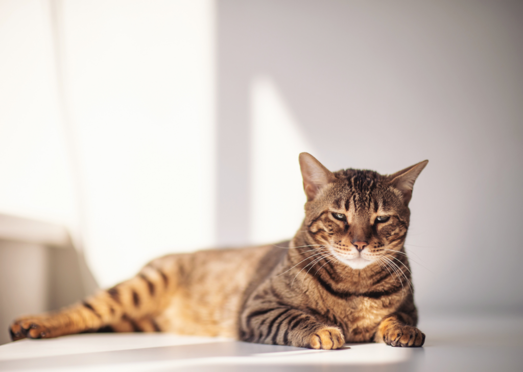 sleepy cat
