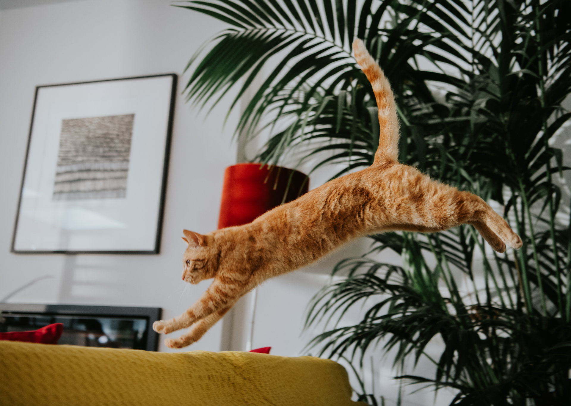 cat_leaping