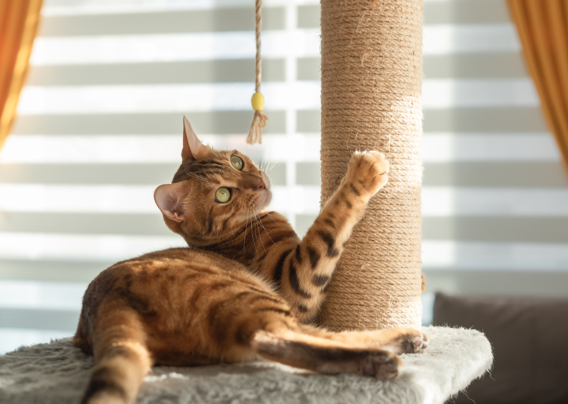 Bengal cat playing cat tree