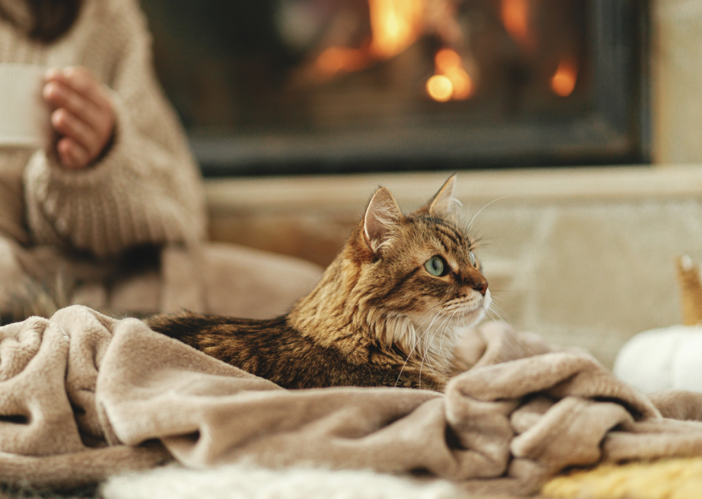 Cat curled up in blanket