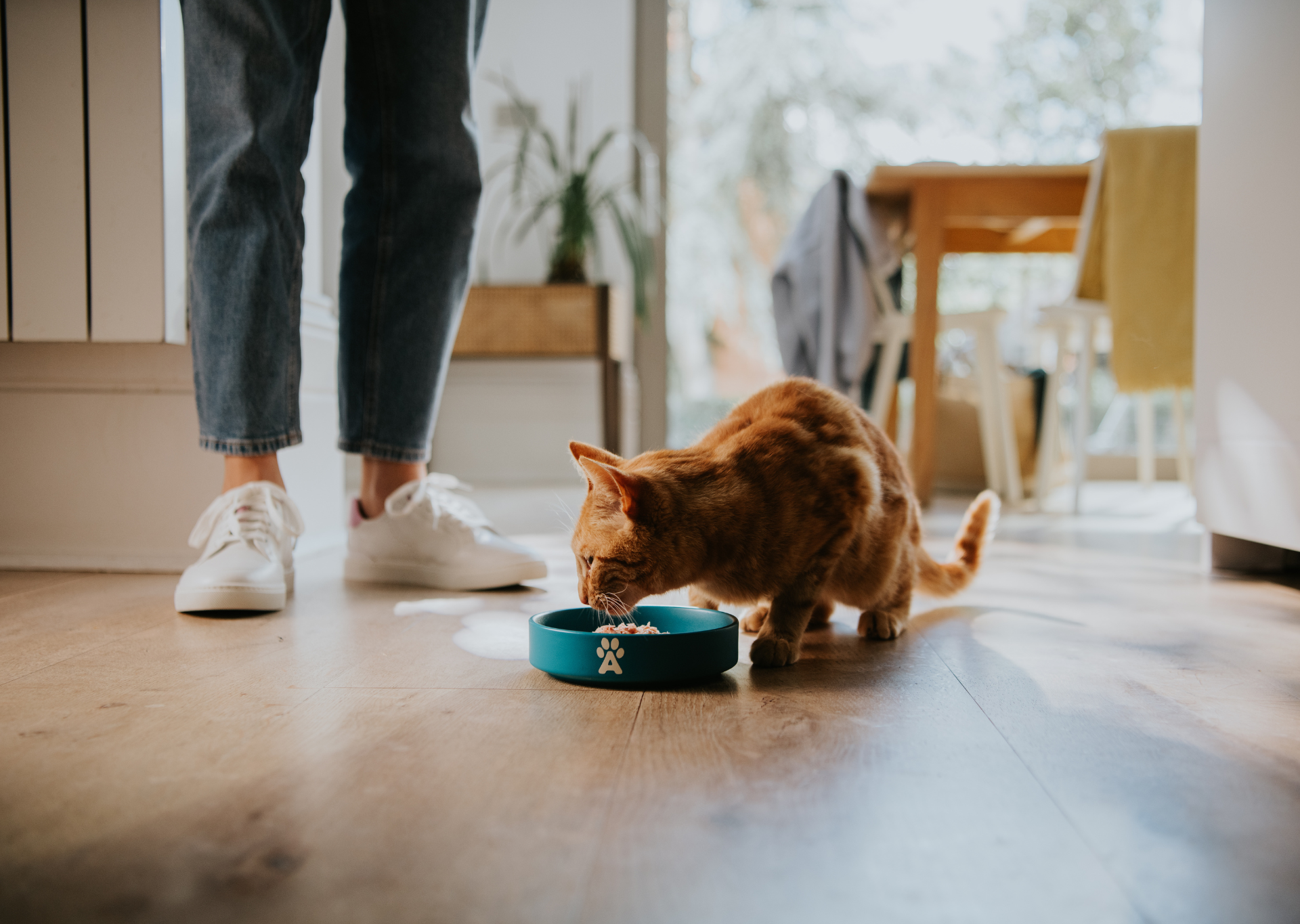 Ginger cat eating Applaws cat food