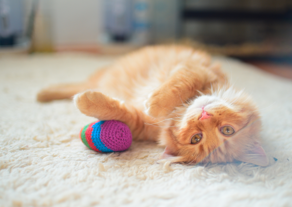 Cat lying on back with ball