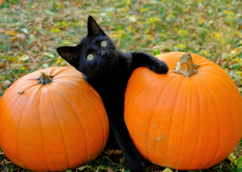 can-cats-eat-pumpkin-applaws-uk