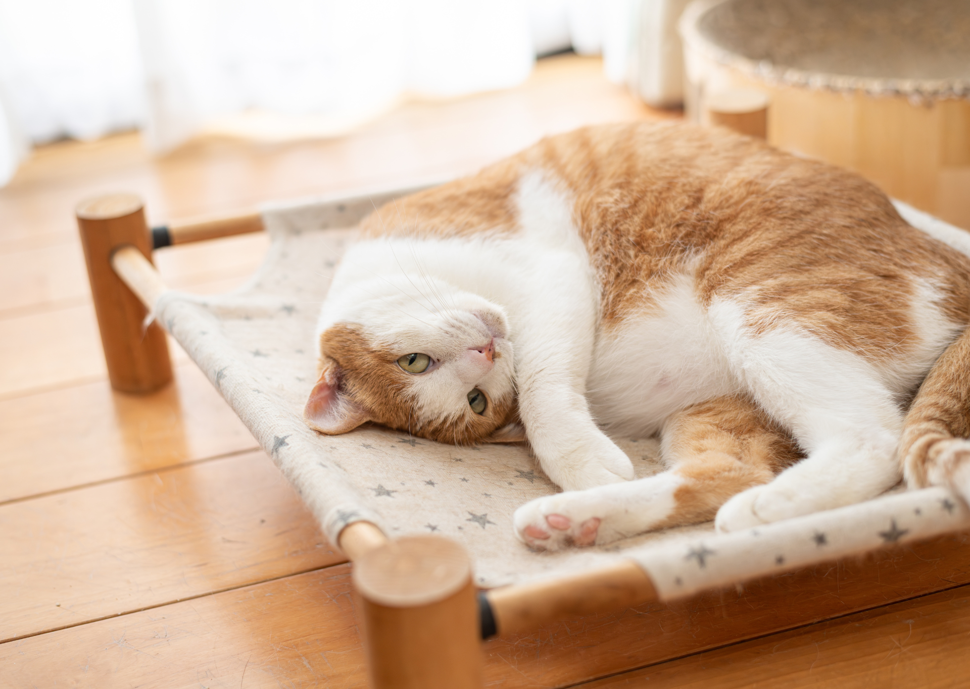 Cat curled up on bed