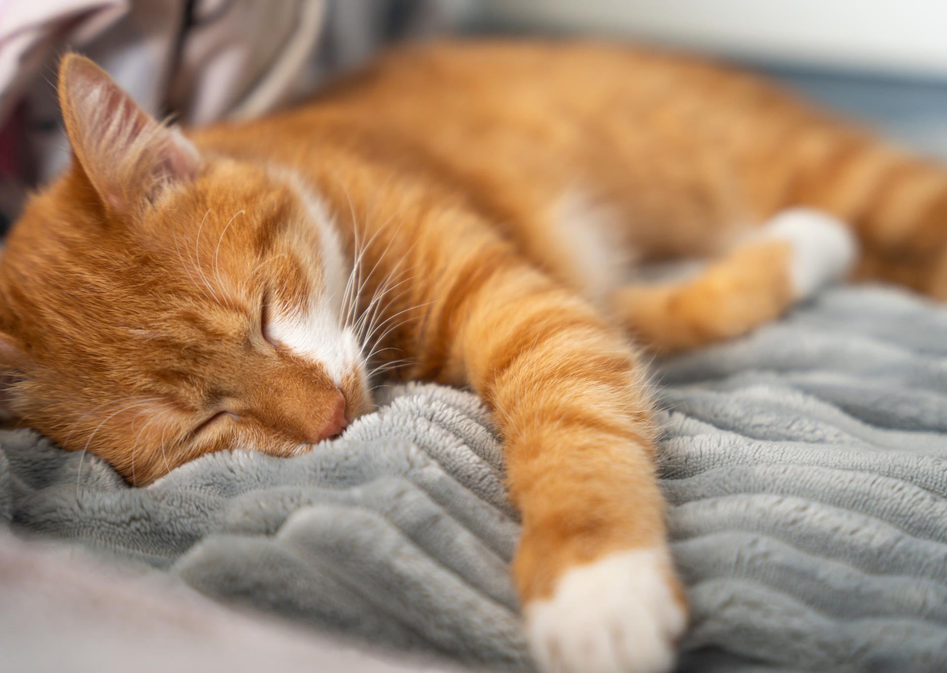 Ginger cat sleeping